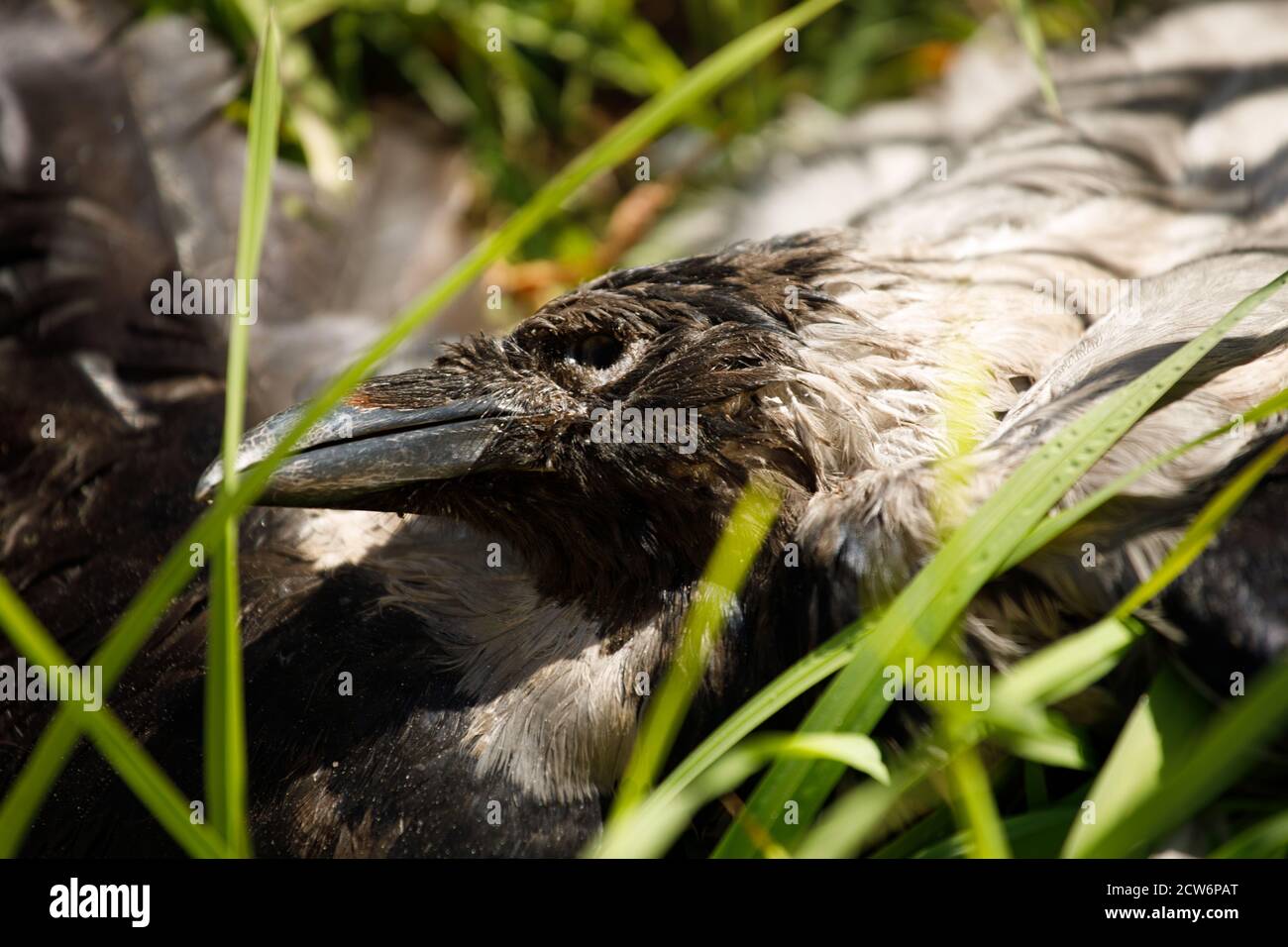 a dead crow lies in the grass closeup Stock Photo Alamy