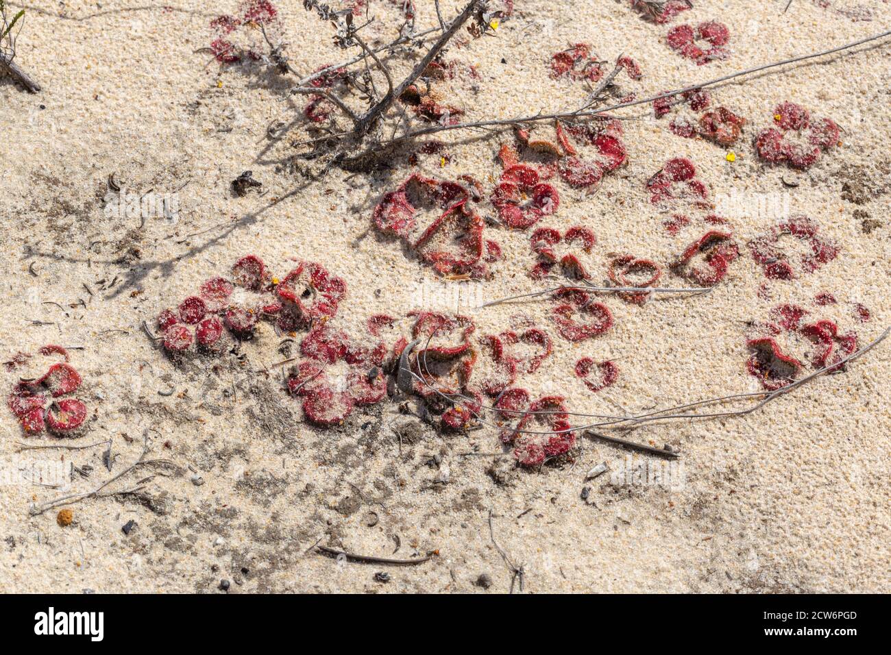 Drosera magna, northeast of Jurien Bay, Western Australia Stock Photo