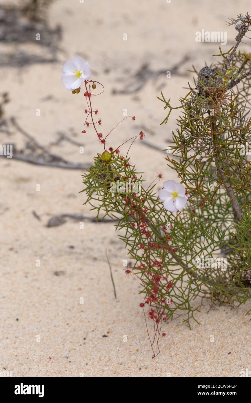 Drosera thysanosepala northeast of Jurien Bay, Western Australia Stock Photo