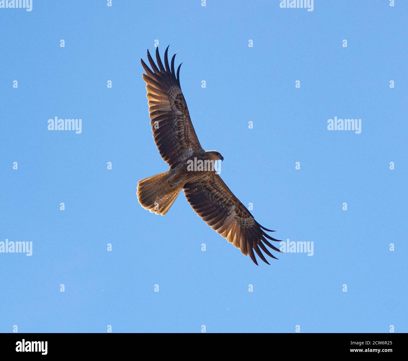 Whistling Kite (Haliastur sphenurus) in flight with wings outstretched