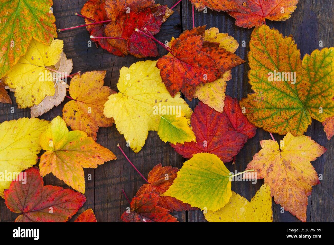 Old wooden flooring view nature hi-res stock photography and images - Alamy