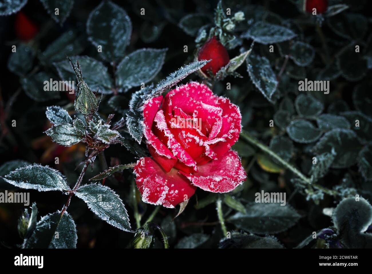 Rose covered in frost hi-res stock photography and images - Alamy