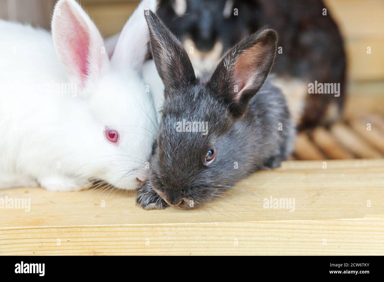 Tiffany Bunny Ranch