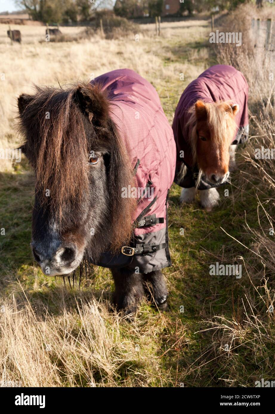 Two companion ponies wearing turnout rugs Stock Photo