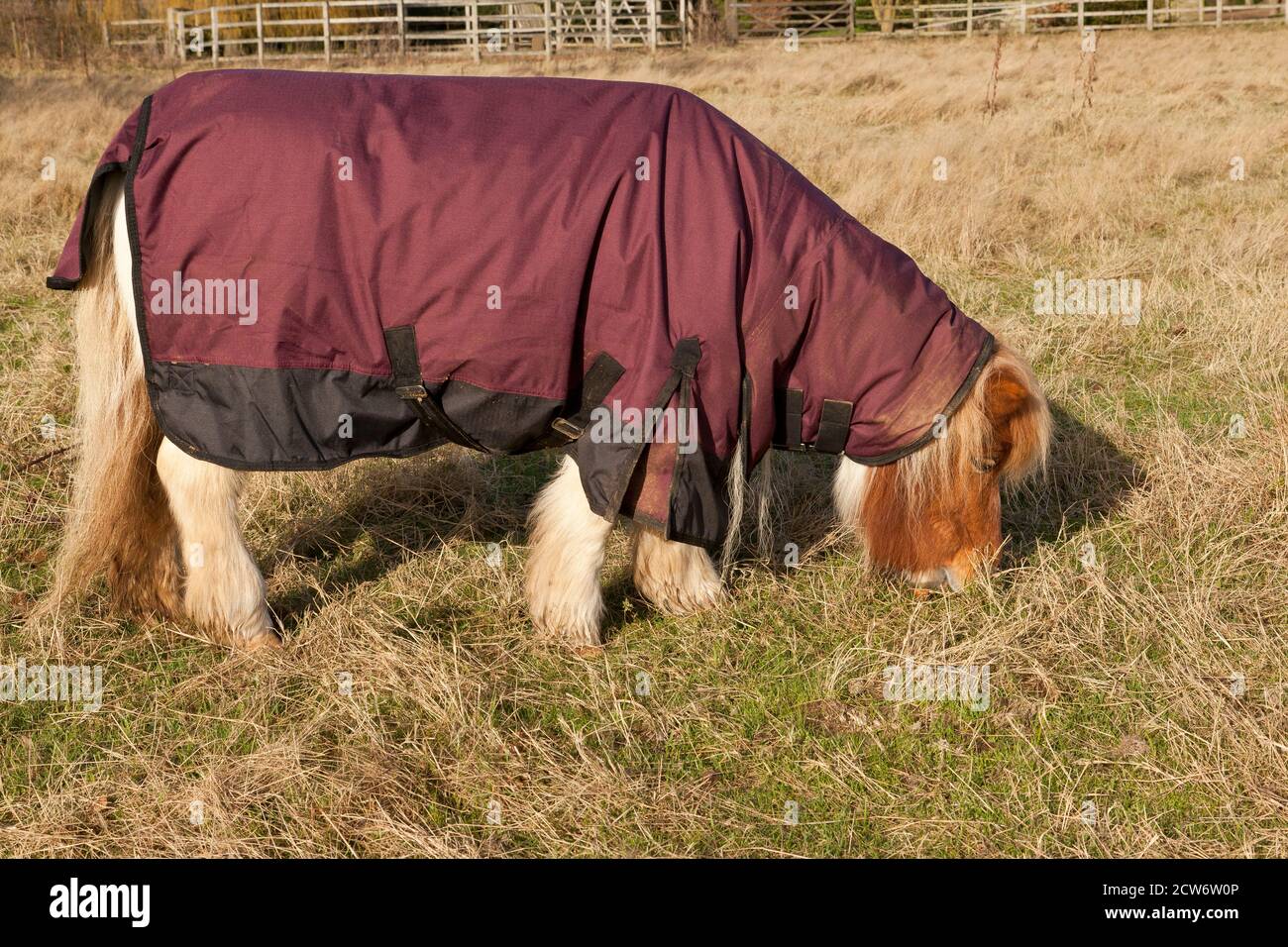 A pony wearing a turnout rug Stock Photo