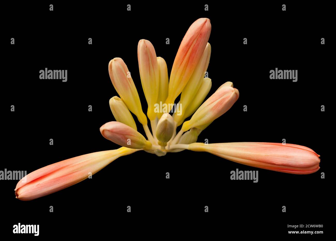 A flower on a black back ground Stock Photo