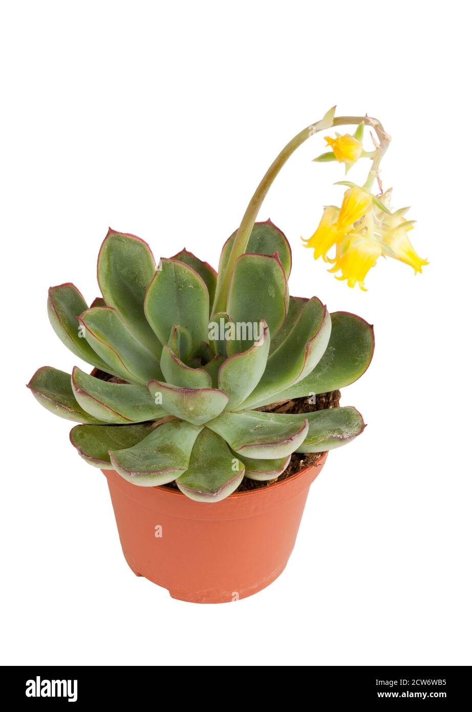 A single flowering Echeveria plant in a pot Stock Photo
