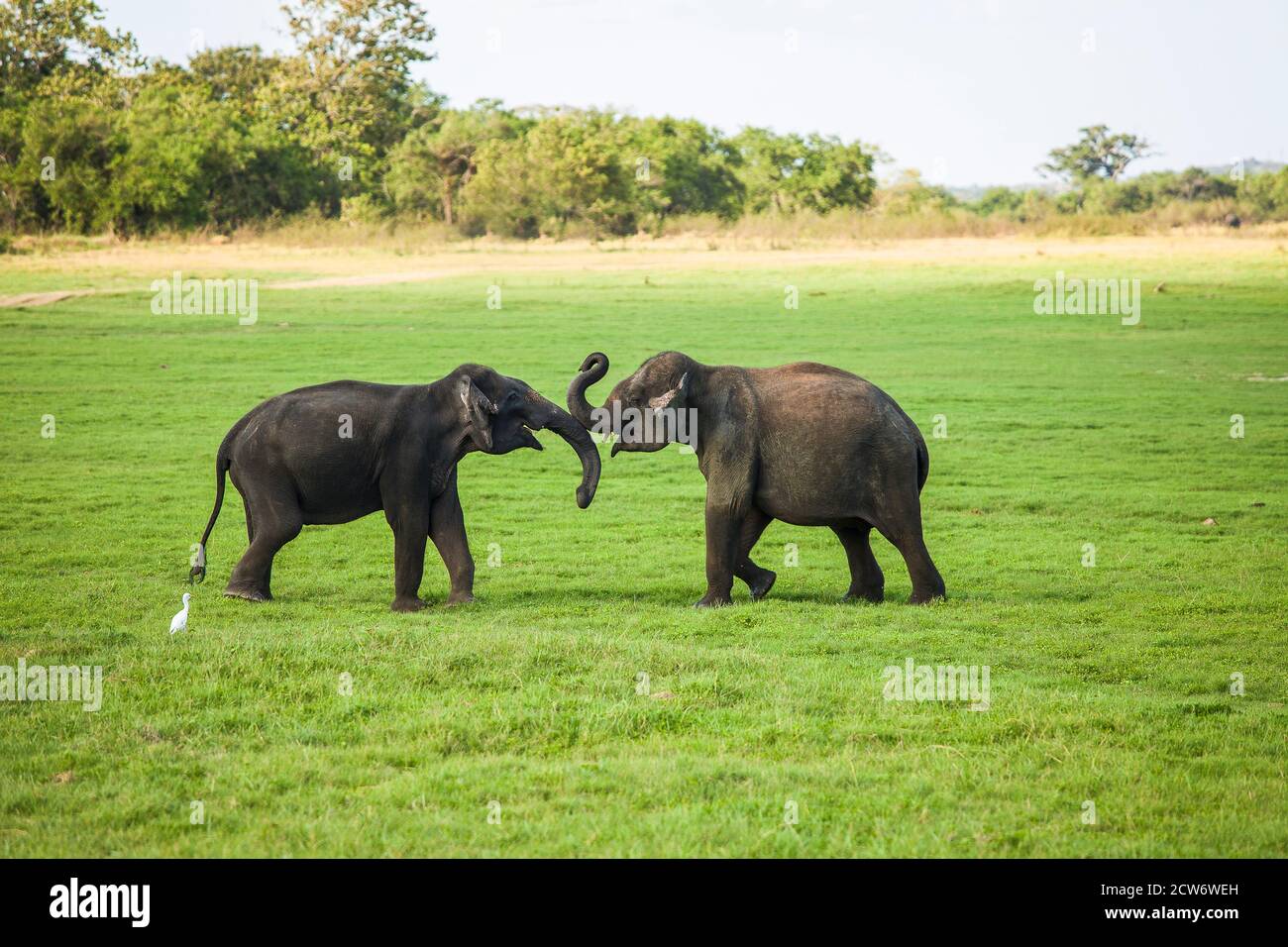 Two young elephant bulls playing Stock Photo