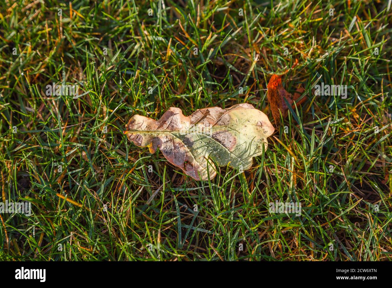 A single fallen leaf from an oak tree (Quercus robur) covered in water droplets laying on grass on a lawn in winter Stock Photo