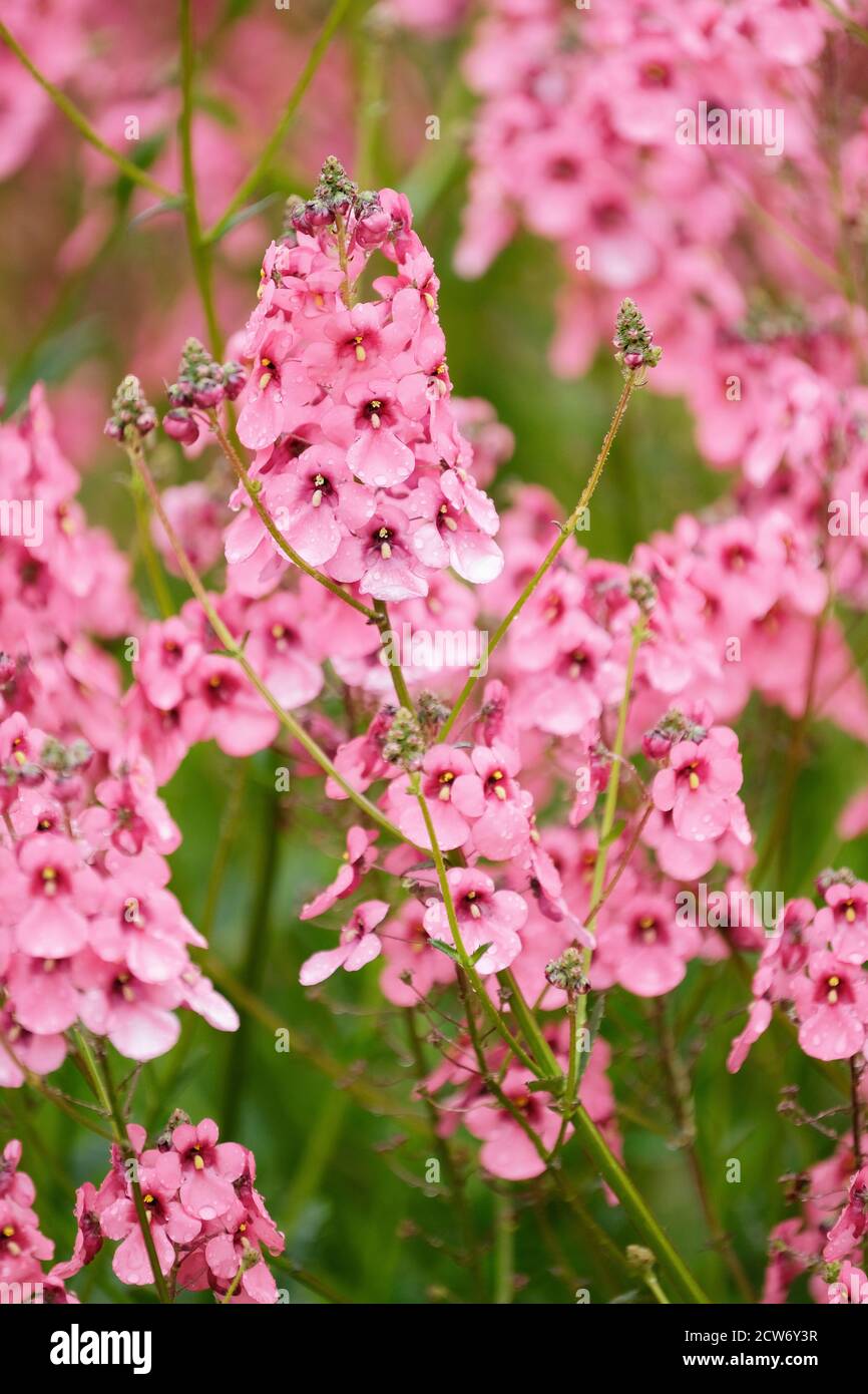 Bell-shaped pink flowers of Diascia 'Hopleys'. Twinspur 'Hopleys'. Diascia personata 'Hopleys' Stock Photo