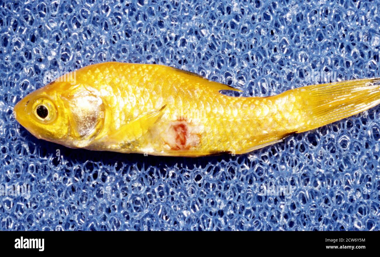 Ulcer fish disease caused by bacter Aeromonas hydrophila Stock Photo