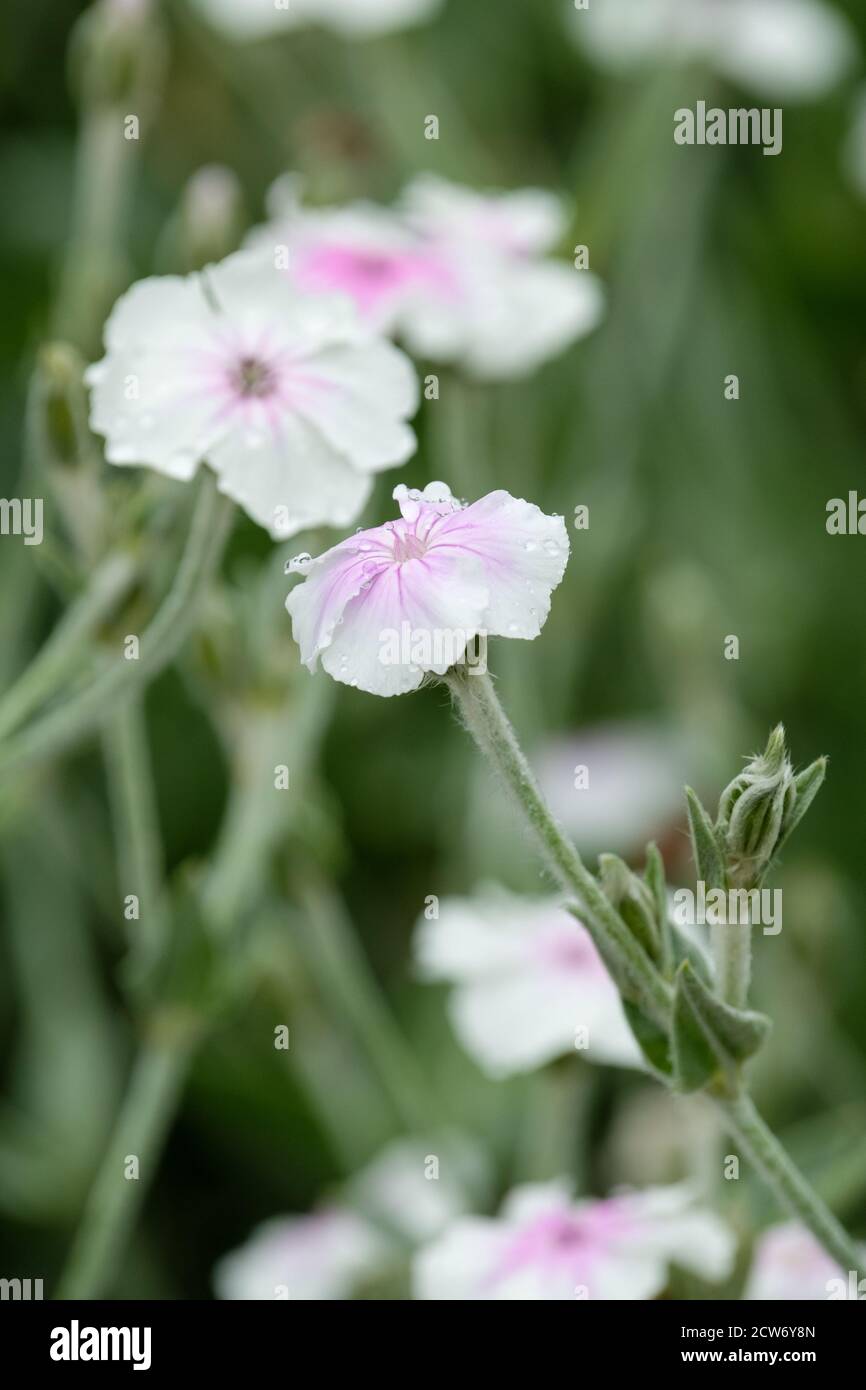 White petals with a rose coloured centre Lychnis coronaria 'Angel's Blush'. Dusty miller, rose campion. Stock Photo