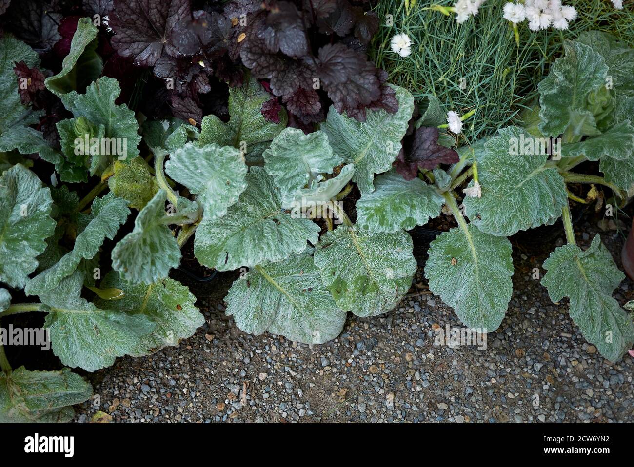 Salvia argentea, silver leaves close up Stock Photo