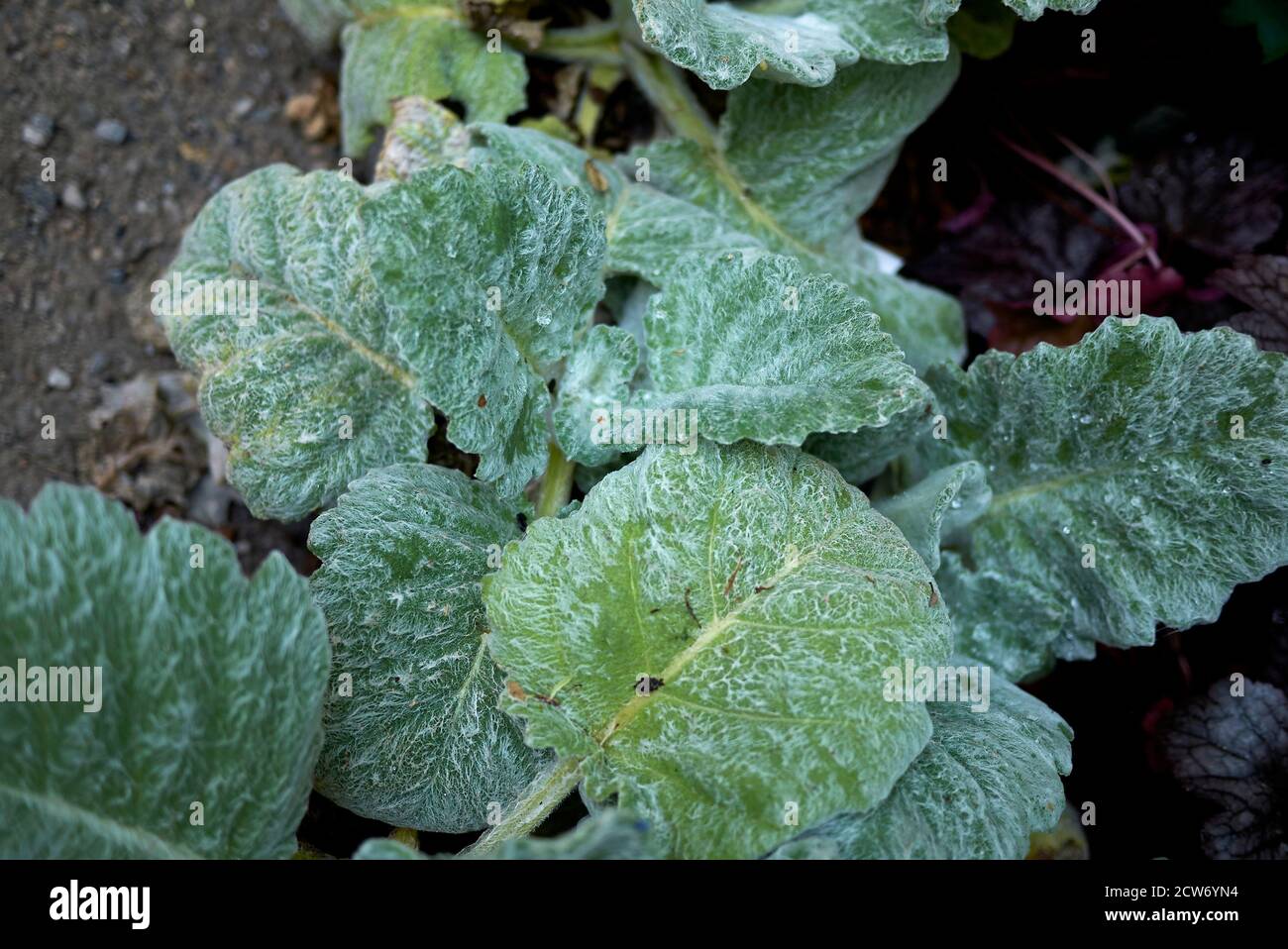 Salvia argentea, silver leaves close up Stock Photo