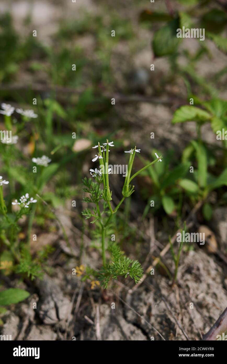 Scandix pecten-veneris  close up with flowers and fruit Stock Photo
