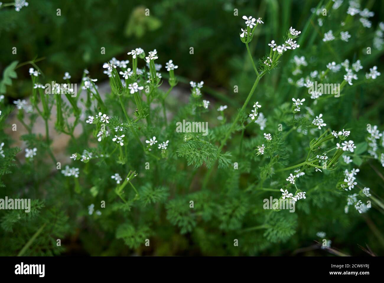 Scandix pecten-veneris  close up with flowers and fruit Stock Photo