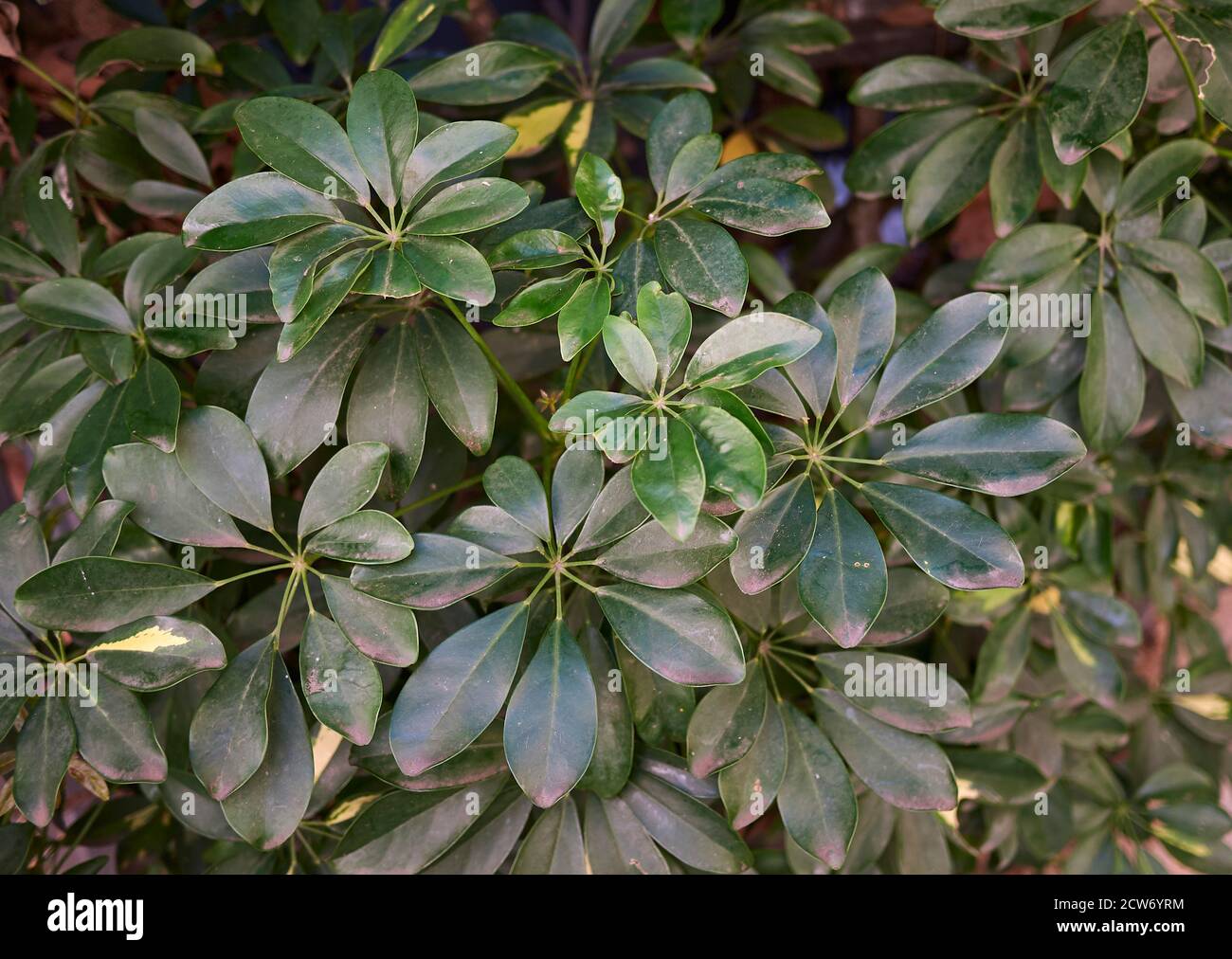 Schefflera arboricola variegate foliage close up Stock Photo