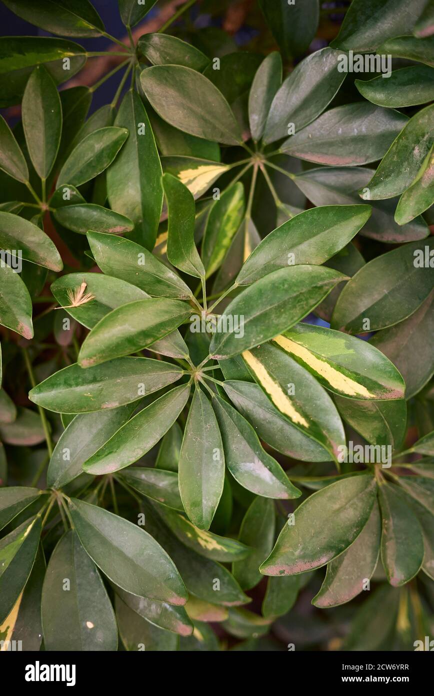 Schefflera arboricola variegate foliage close up Stock Photo