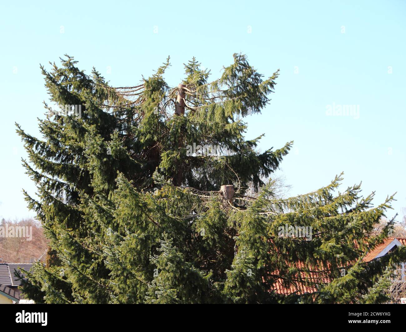 A large green pine tree that has been pollarded. Rooftops of houses can be seen in the background. Stock Photo