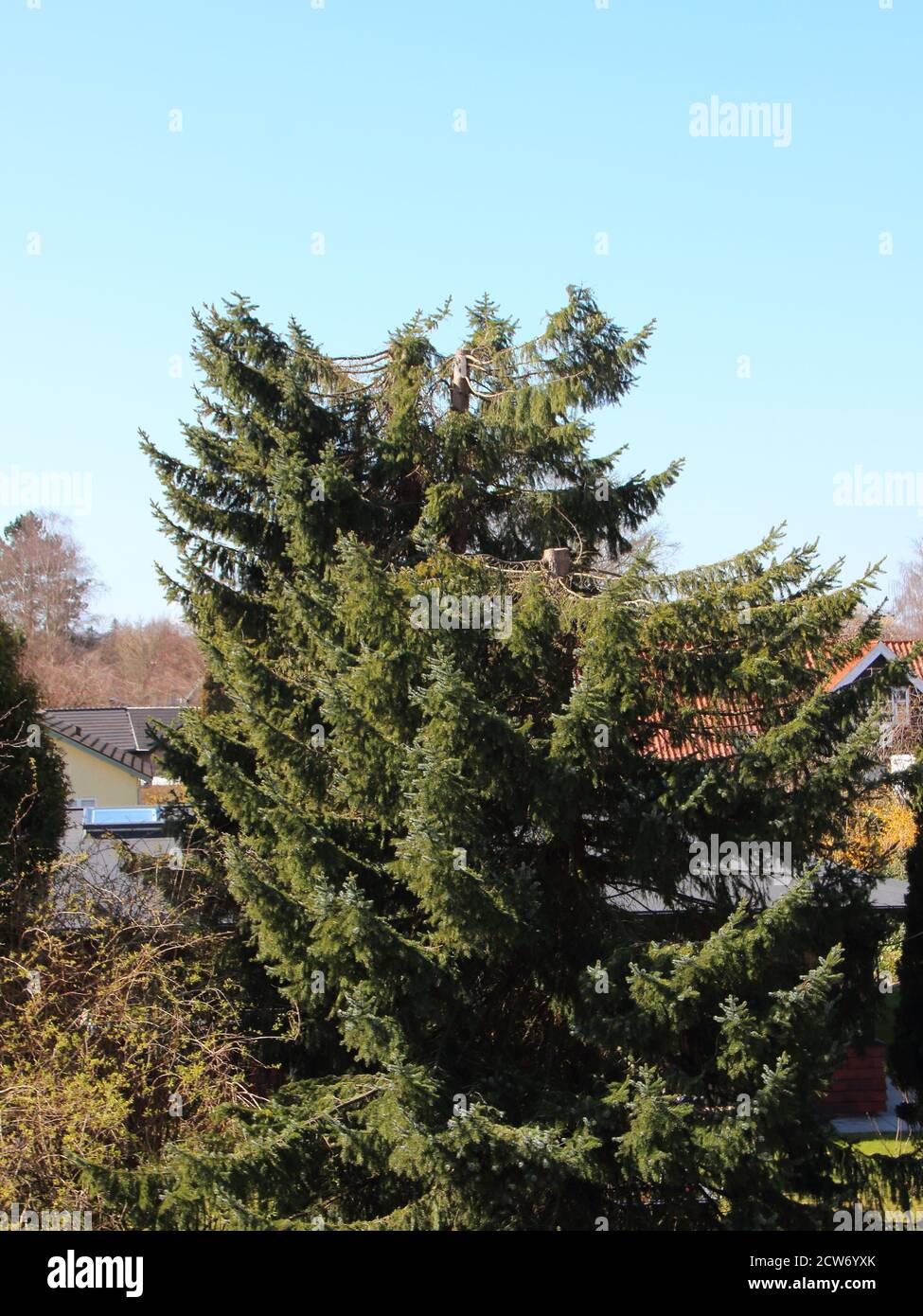 A large green pine tree that has been pollarded. Rooftops of houses can be seen in the background. Stock Photo
