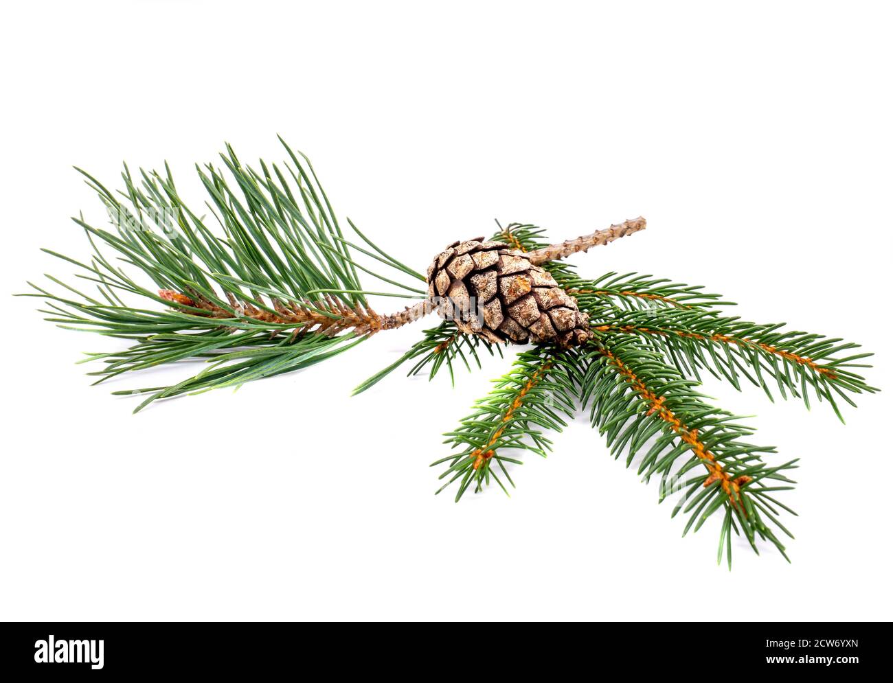 Pine and pine branch isolated on white background Stock Photo
