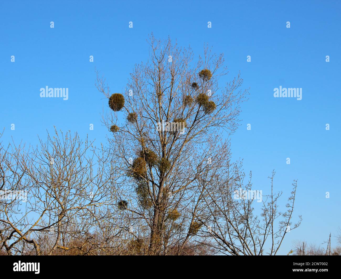 A collection of bare trees in the autumn season, with one tree in the center covered in mistletoe growths. Stock Photo