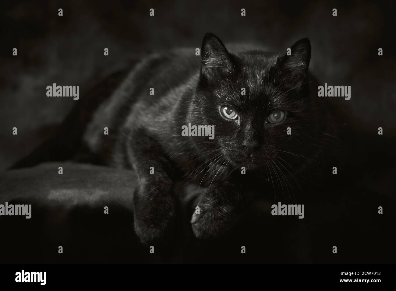 Beautiful black cat close up hi-res stock photography and images - Alamy