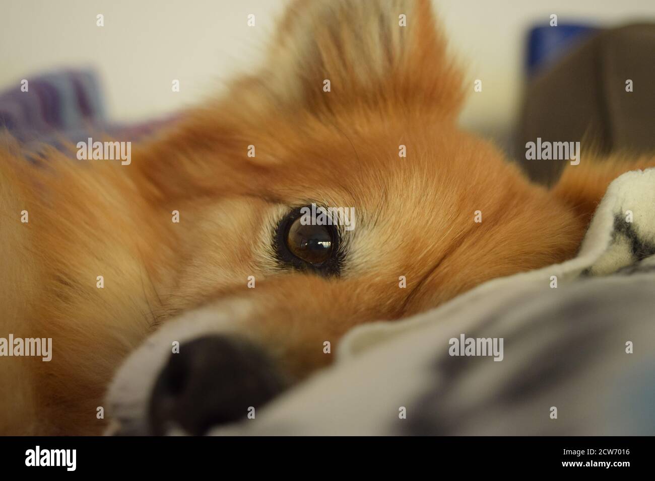 Pomeranian x cheap border collie