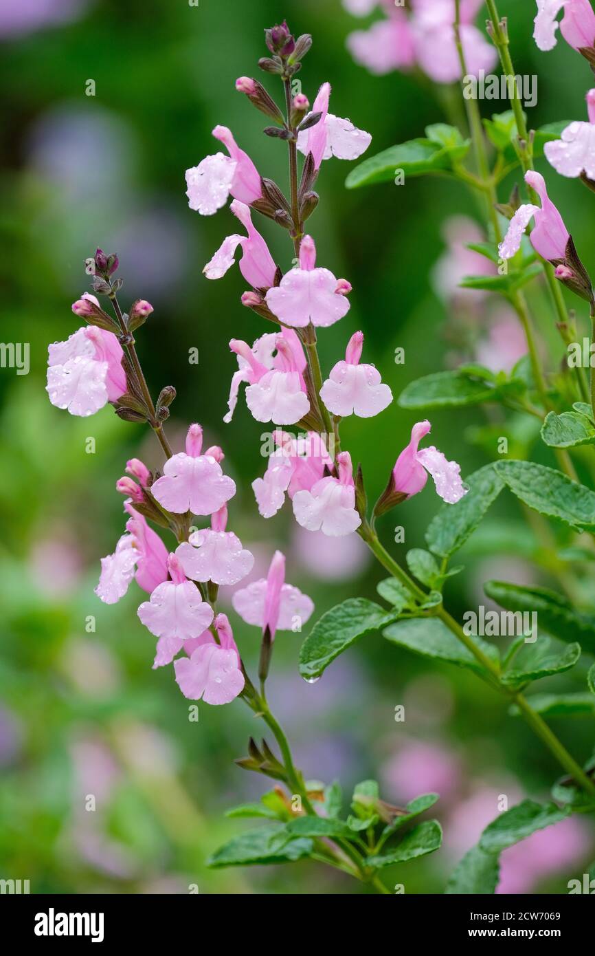 Lilac-pink flowers of Salvia × jamensis 'Peter Vidgeon'. Sage 'Peter Vidgeon' Stock Photo