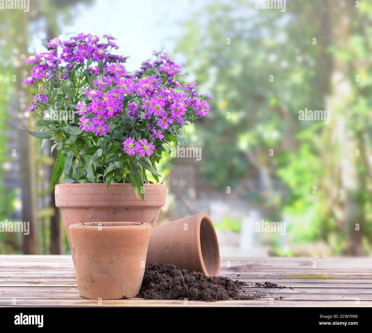 aster flowers blomming in a flower pot on a table in garden Stock Photo