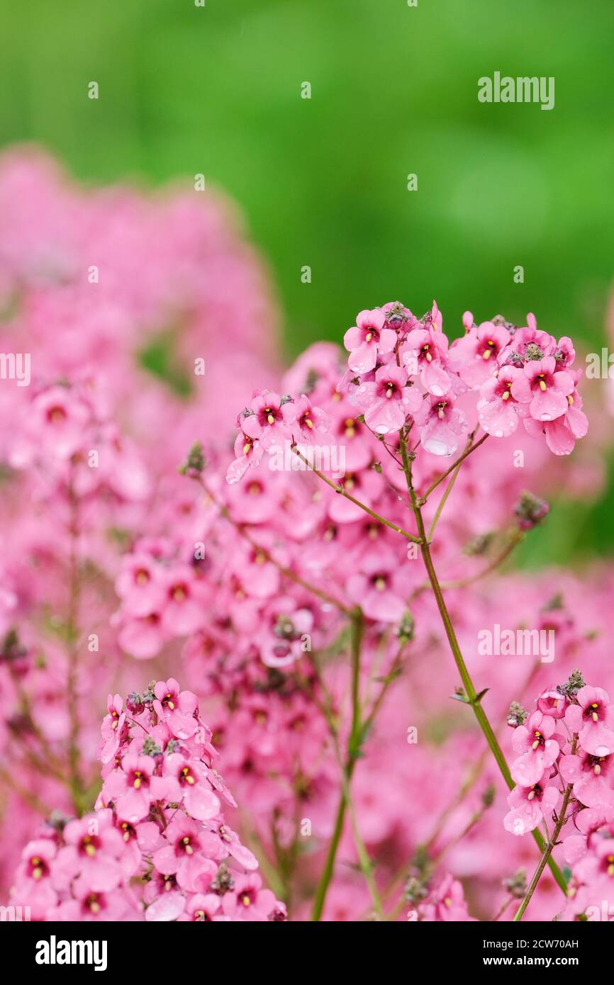 Bell-shaped pink flowers of Diascia 'Hopleys'. Twinspur 'Hopleys'. Diascia personata 'Hopleys' Stock Photo