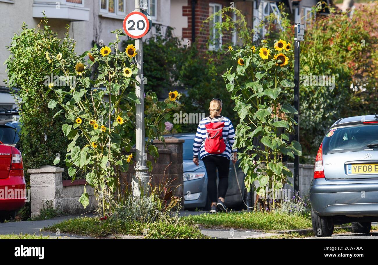Brighton UK 28th September 2020 - Sunflowers in bloom on a warm sunny morning along a street in East Brighton as cooler weather is forecast for most of Britain  : Credit Simon Dack / Alamy Live News Stock Photo