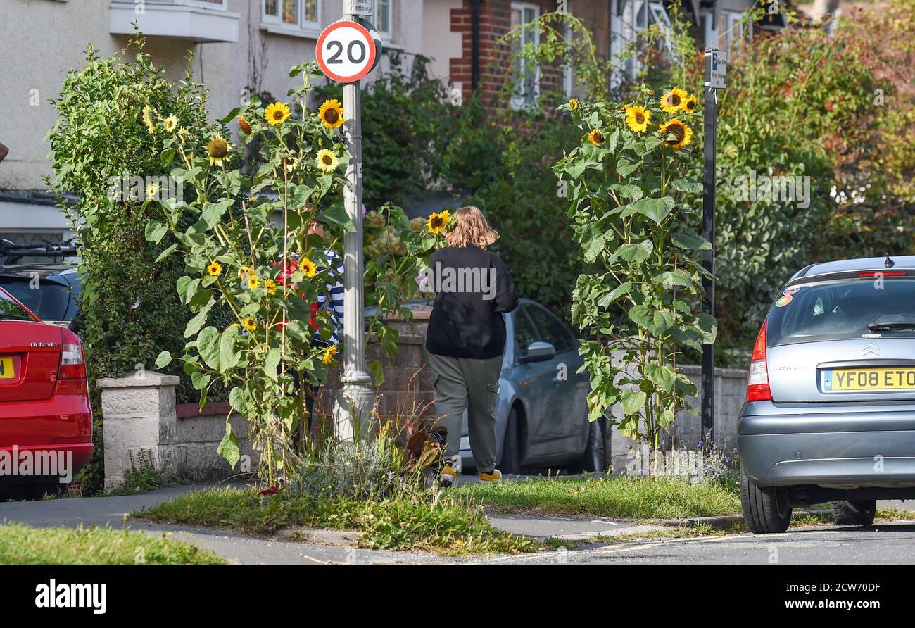 Brighton UK 28th September 2020 - Sunflowers in bloom on a warm sunny morning along a street in East Brighton as cooler weather is forecast for most of Britain  : Credit Simon Dack / Alamy Live News Stock Photo