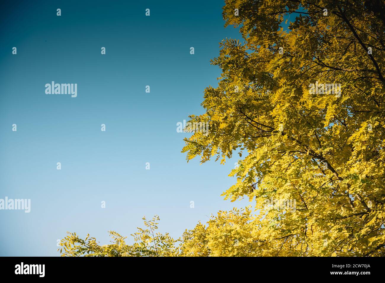 Beautiful clear blue sky over a tree in natural sunlight during autumn ...