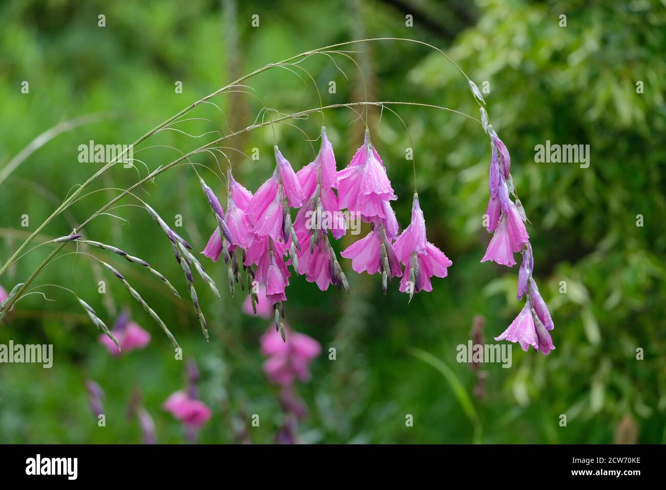 Dierama pulcherrimum. Angel's fishing rod. Wedding bells. Drooping or pendant flowers of silvery-grey pink. Wandflower Stock Photo