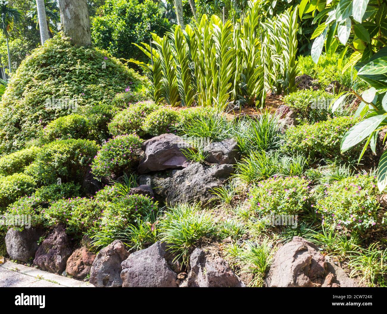 tropical plants with stone  in the botanical garden in Singapore Stock Photo