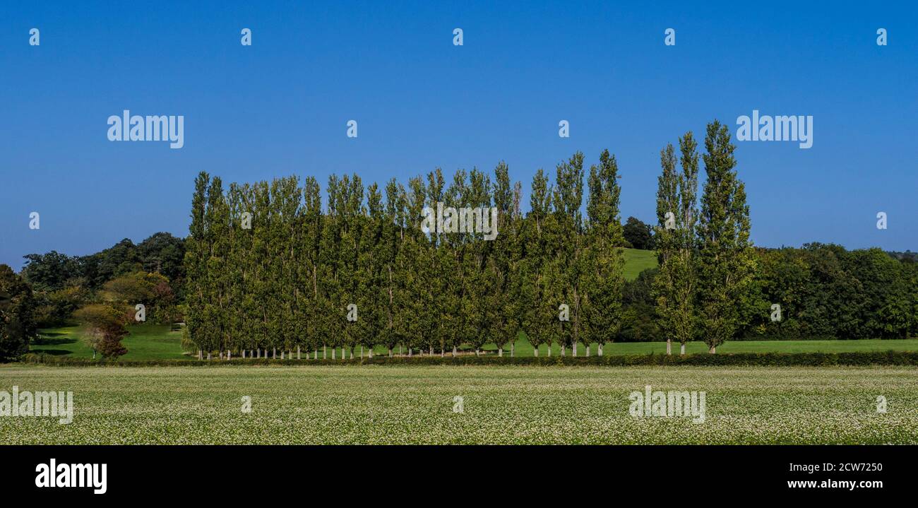 A line of Fir Trees with field of white crops in foreground against a ...