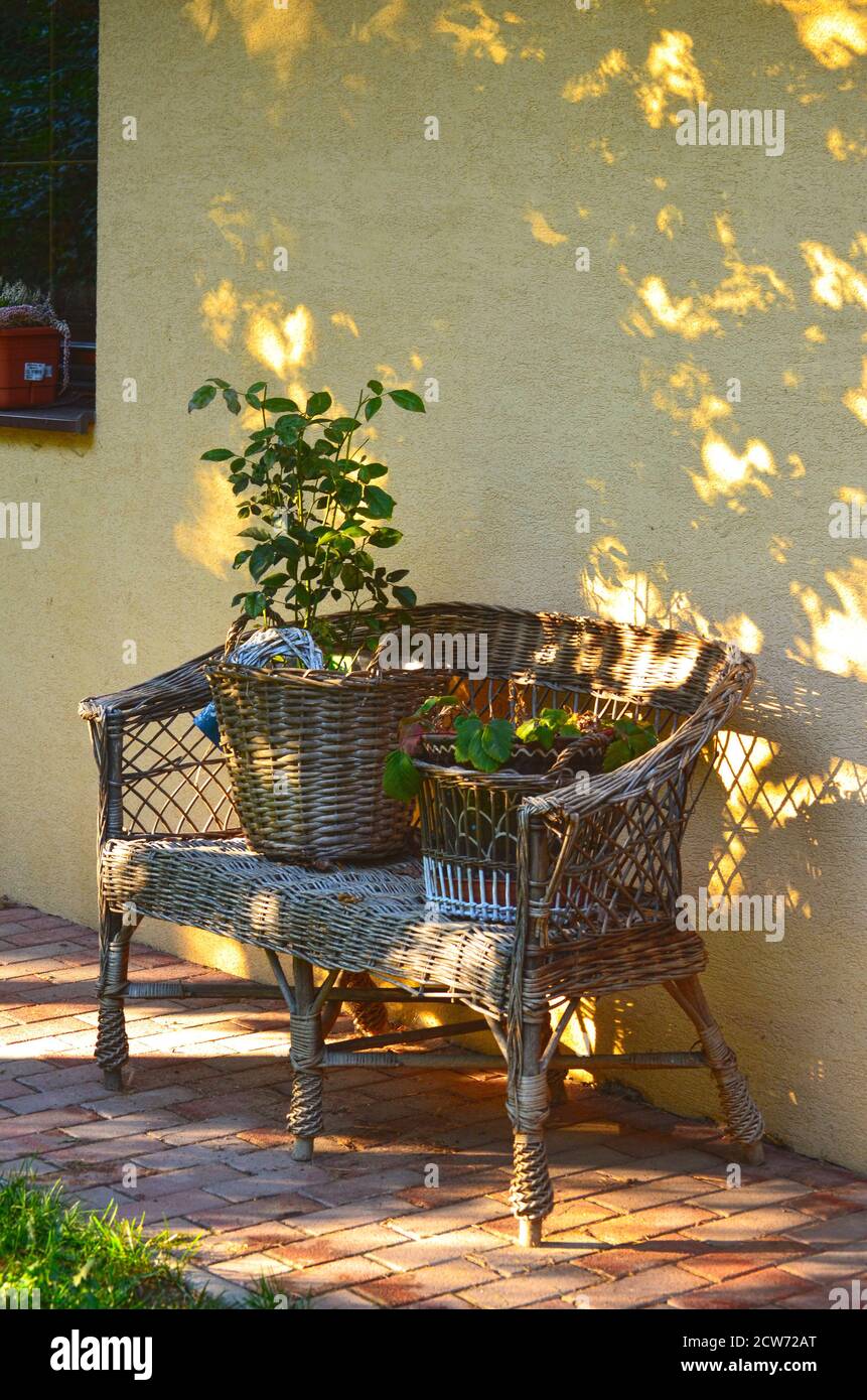 Still life. Light and shadow play. Old rattan bench with same rattan flower pots with green plants on a yellow wall background. Garden. Stock Photo