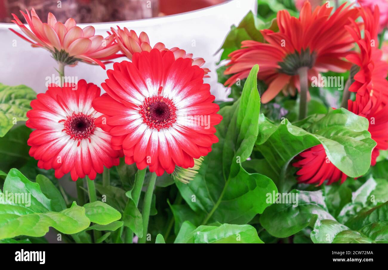 Red-white flowers of gerbera or transvaal daisy on a background of green foliage. Stock Photo