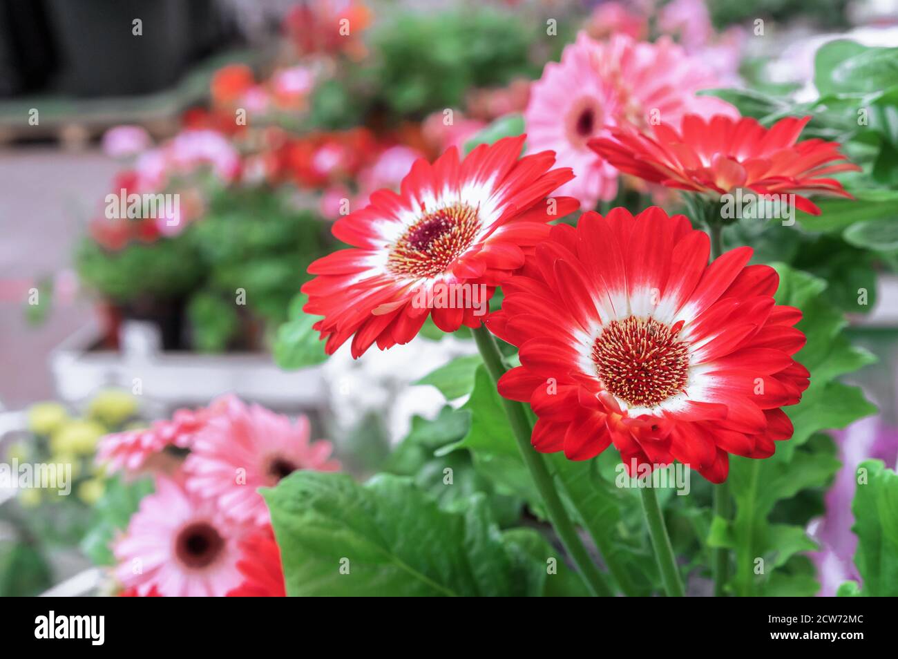 Red-white flowers of gerbera or transvaal daisy on a background of green foliage. Stock Photo