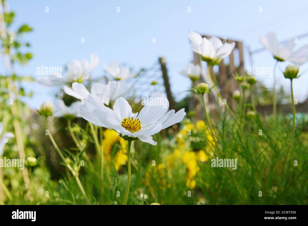 White cosmos flower, Dwarf Sensation, blooming in a flower garden on a bright summer day Stock Photo
