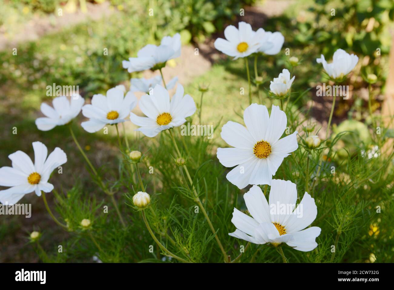 Numerous white cosmos blooms, Dwarf Sensation - flowers open above frondy foliage Stock Photo