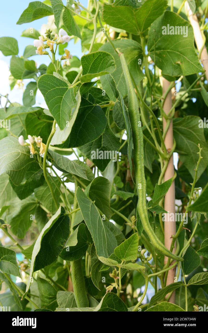 Long runner bean, Wey variety, among lush foliage and white flowers