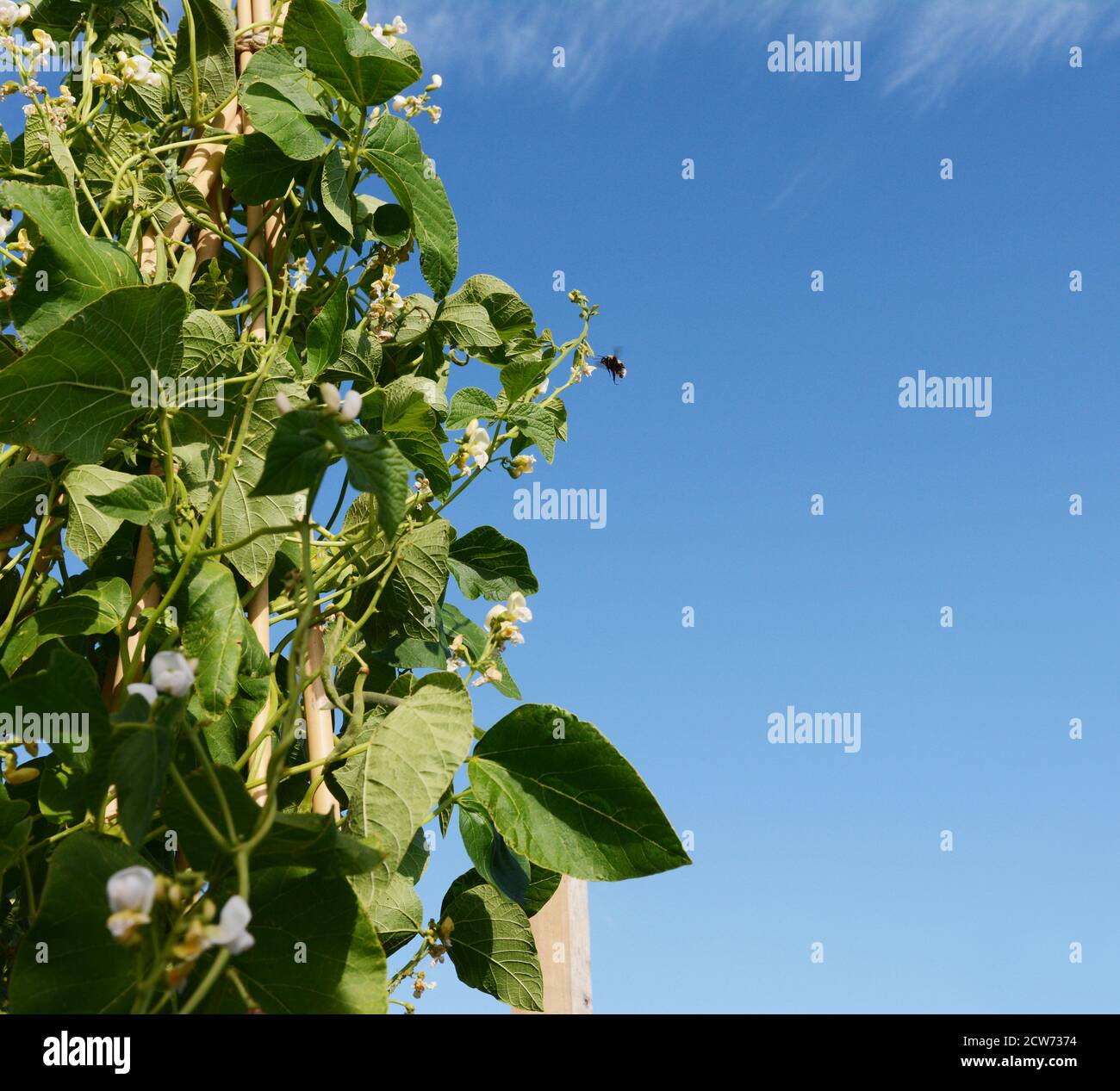 Bumblebee flying to white flowers of Wey runner bean vines, growing up a cane wigwam; copy space on blue sky Stock Photo