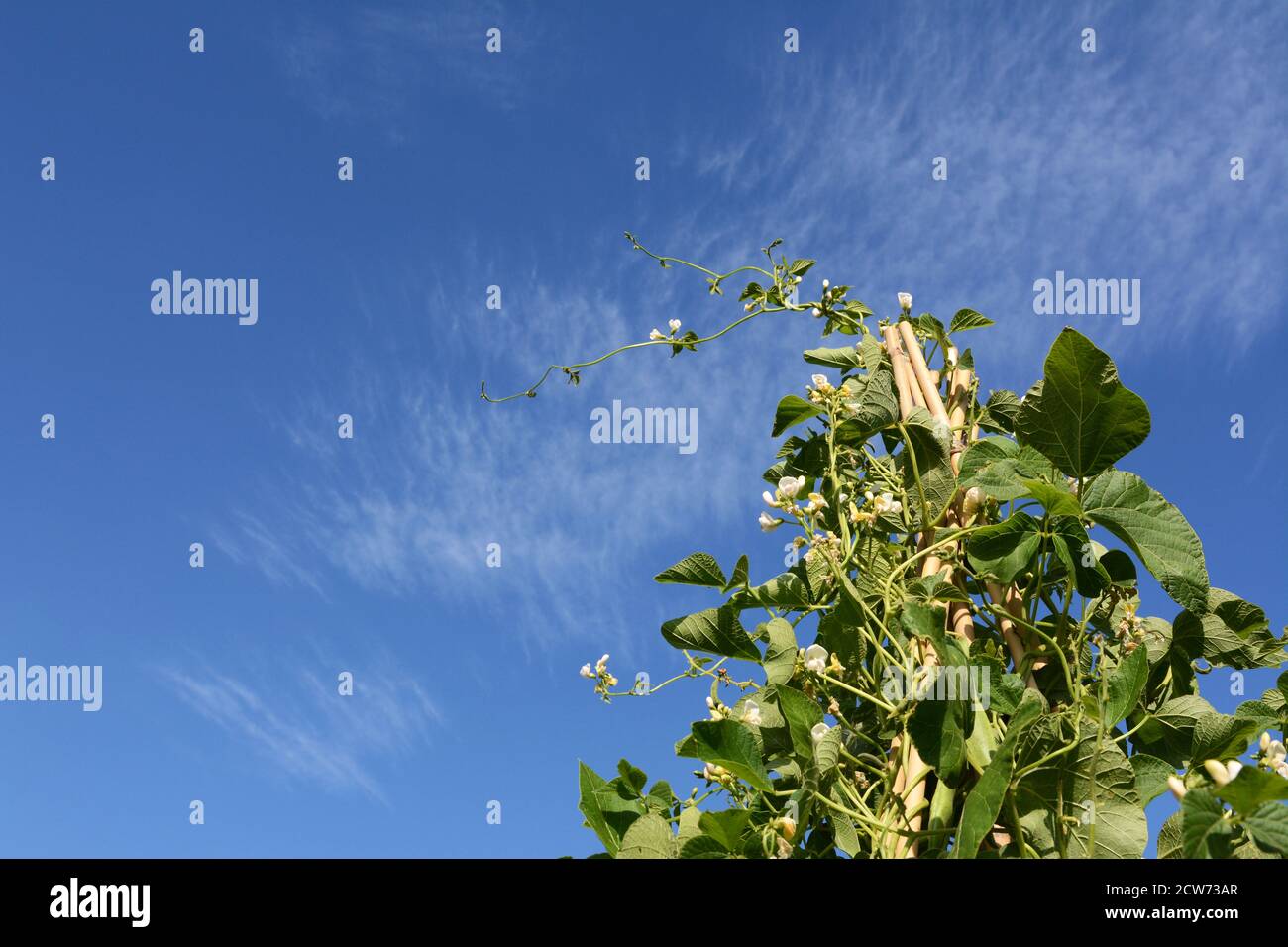 Tall wigwam of Wey runner bean vines with white flowers. Long tendril reaching out against blue summer sky. Stock Photo