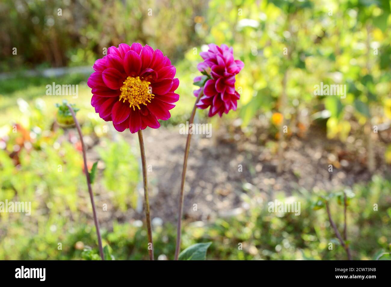 Dark pink dahlia flower with yellow centre growing in a lush green allotment garden Stock Photo