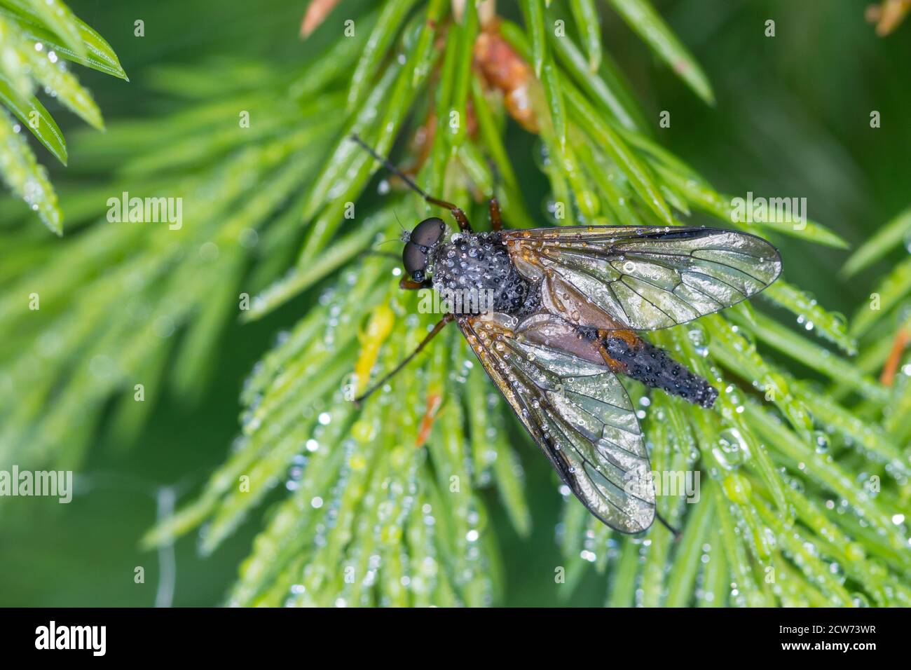 Schnepfenfliege, Männchen, Rhagio cf. conspicuus, snipefly, male, Schnepfenfliegen, Rhagionidae, snipeflies Stock Photo