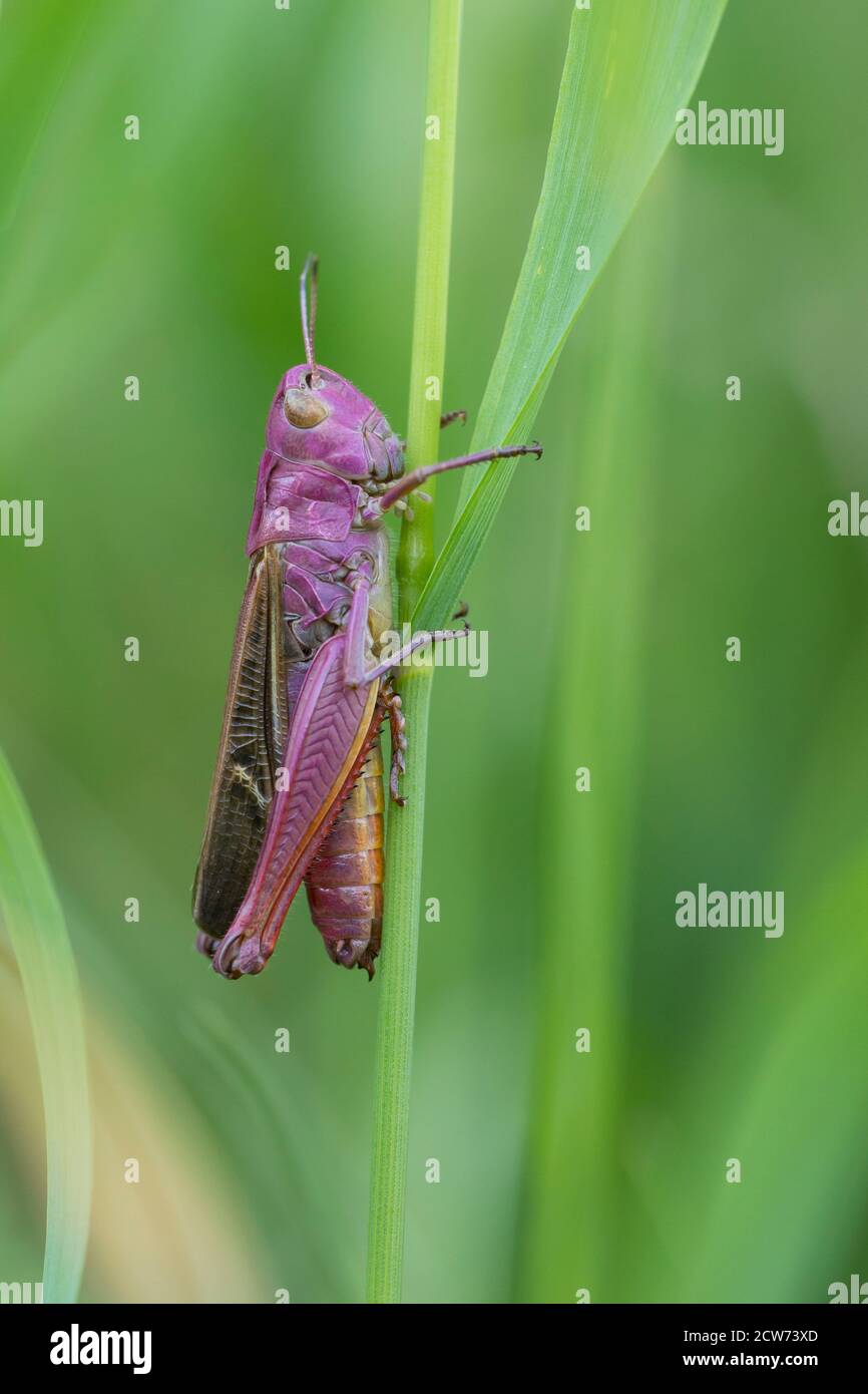 Heide-Grashüpfer, Heidegrashüpfer, Liniierter Grashüpfer, Panzers Grashüpfer, Weibchen, Stenobothrus lineatus, stripe winged grasshopper, stripe-winge Stock Photo