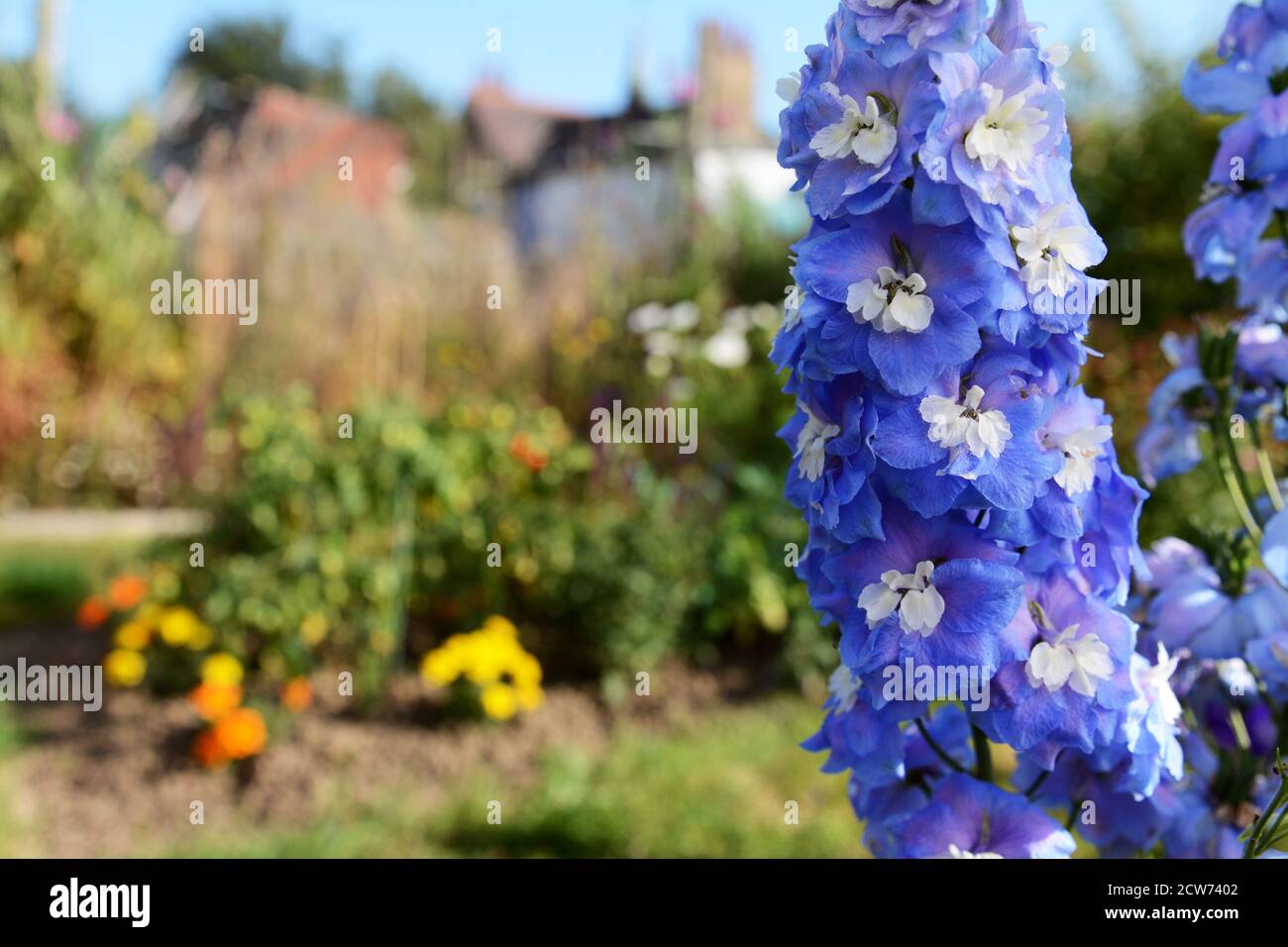 Blue delphinium blooms with white centres in a sunny garden against background of flowers and vegetable plants Stock Photo