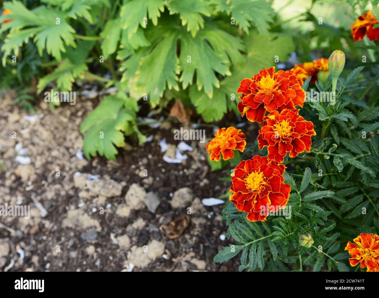 Red and yellow French marigolds with dark green foliage, growing in a flower bed with copy space Stock Photo